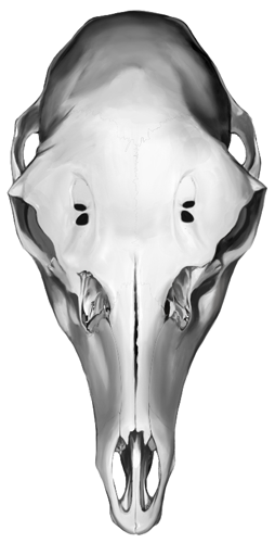 Red Deer skull painting