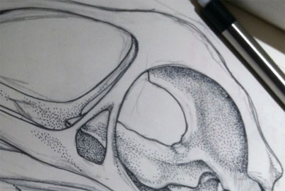 Dinosaur skull illustration