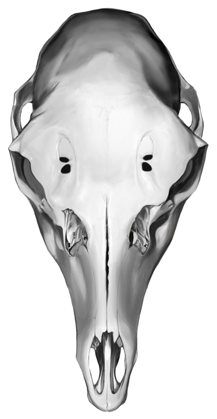 'Cervus elaphus', digital, 2016