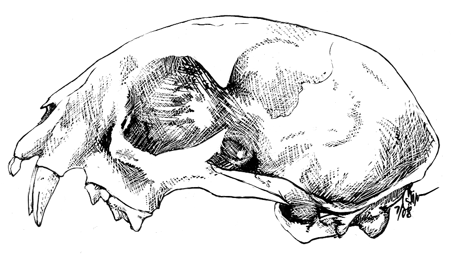 'Lynx Rufus', pen and ink, 2008