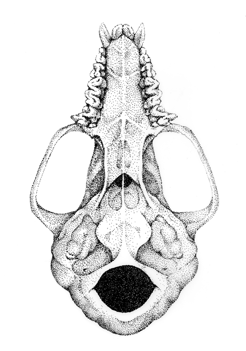 'Micronycterus macrotus', pen and ink, 2014