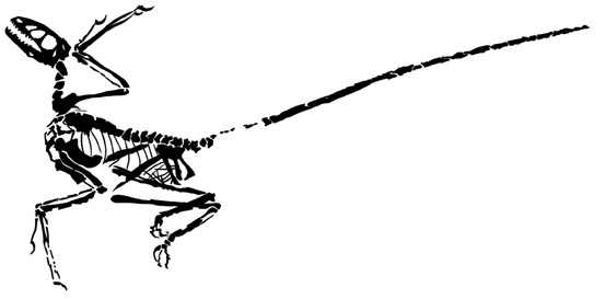 'Microraptor', Digital, tattoo design, 2011