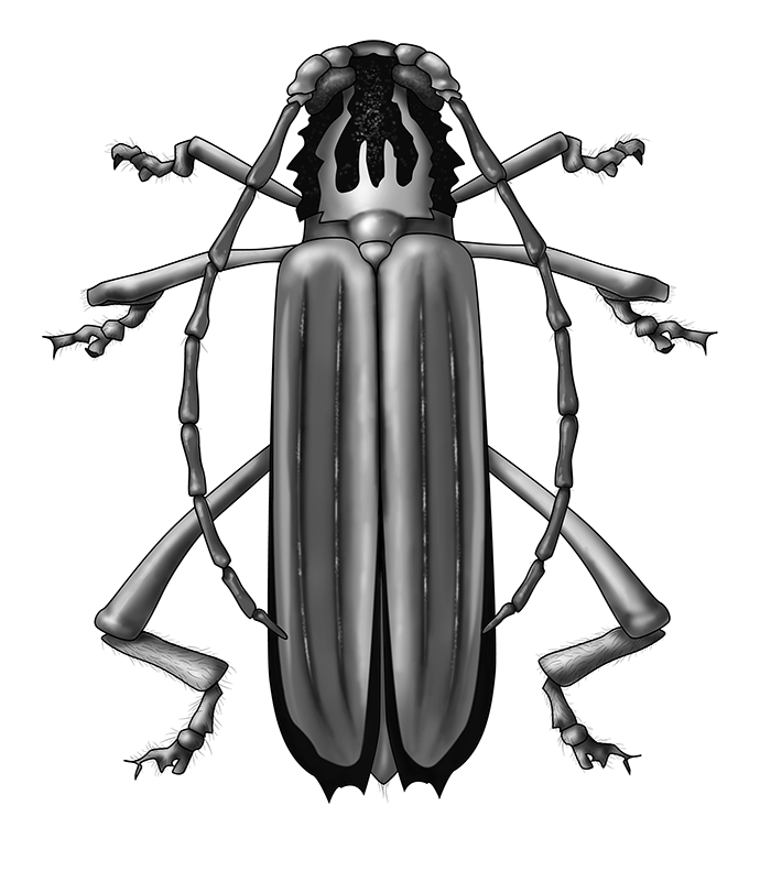 'Cerambycid', digital, 2014