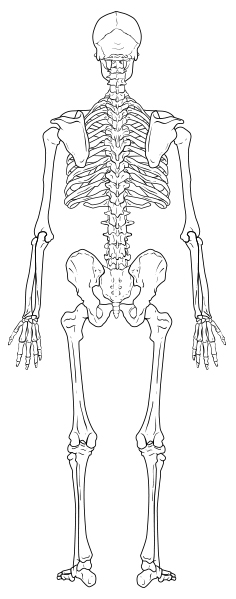 'Skeleton (posterior)', digital, 2015