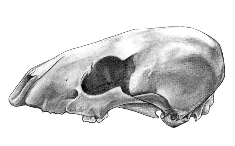'Procyon lotor', graphite, 2014