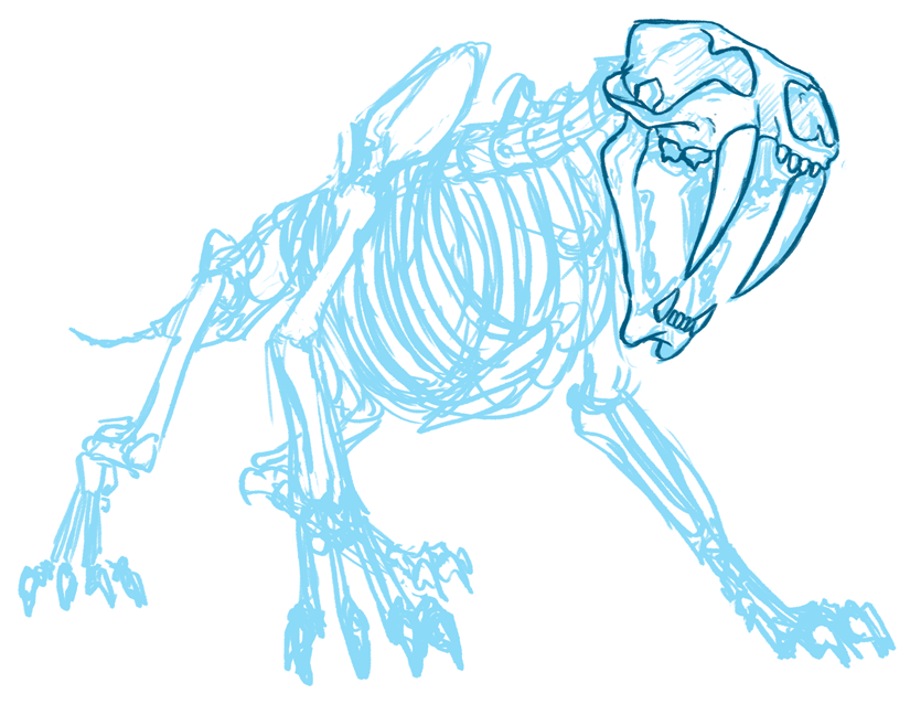 'Smilodon fatalis', digital sketch, 2014