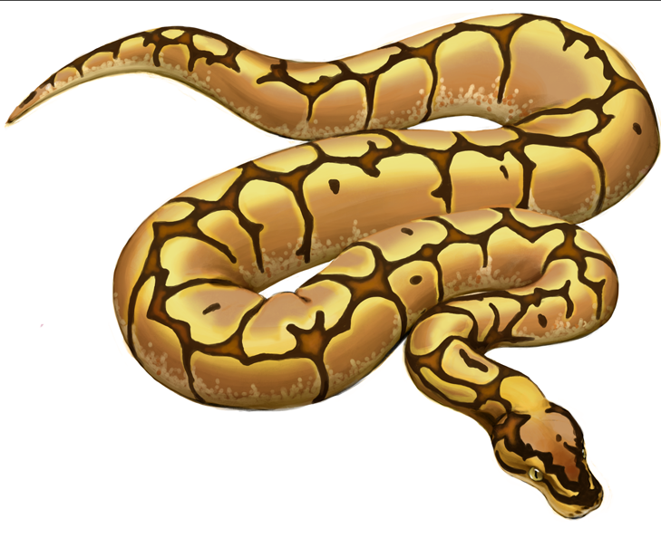 'Ball python: spider morph', digital, 2014